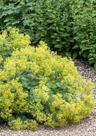 ALCHEMILLA mollis Robustica